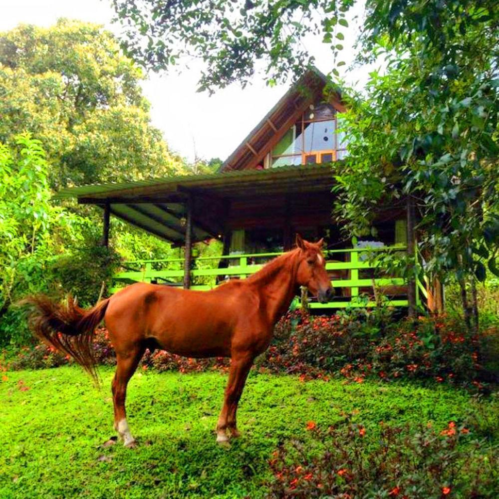Mindo Eco Chalet Con Rio Y Cascada Bagian luar foto